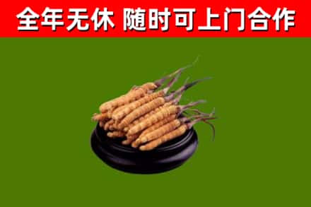 岳阳县回收冬虫夏草