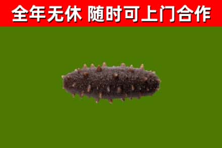 岳阳县回收海参干